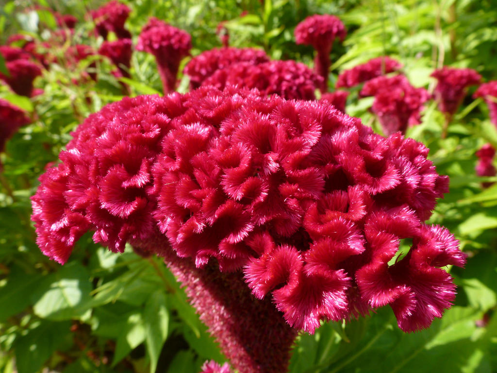 Cockscomb 1 by EYproductions on DeviantArt