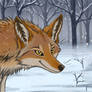 Winter woods coyote