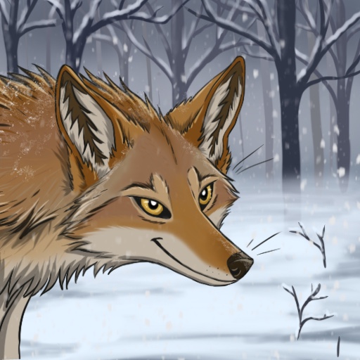 Winter woods coyote