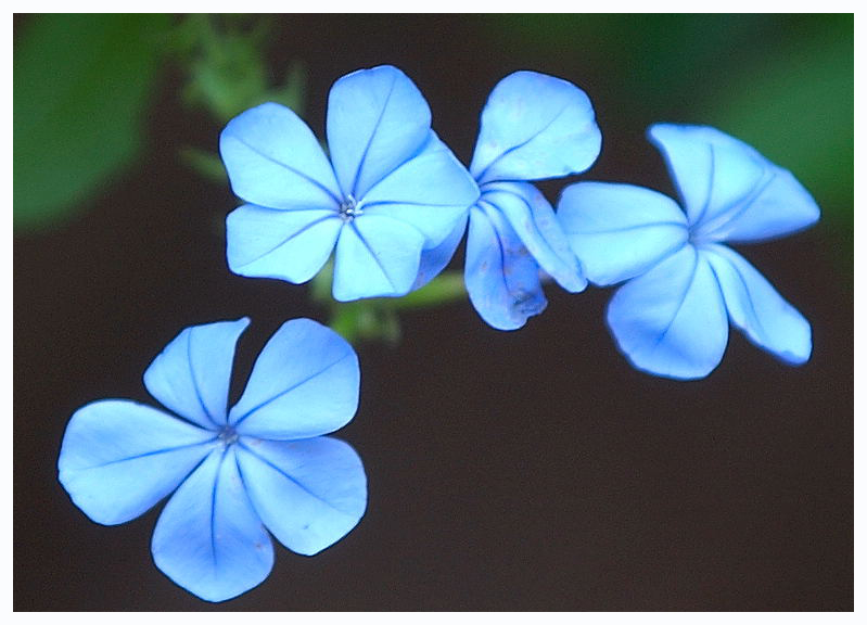 Blue Flowers