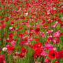 Field of Poppies