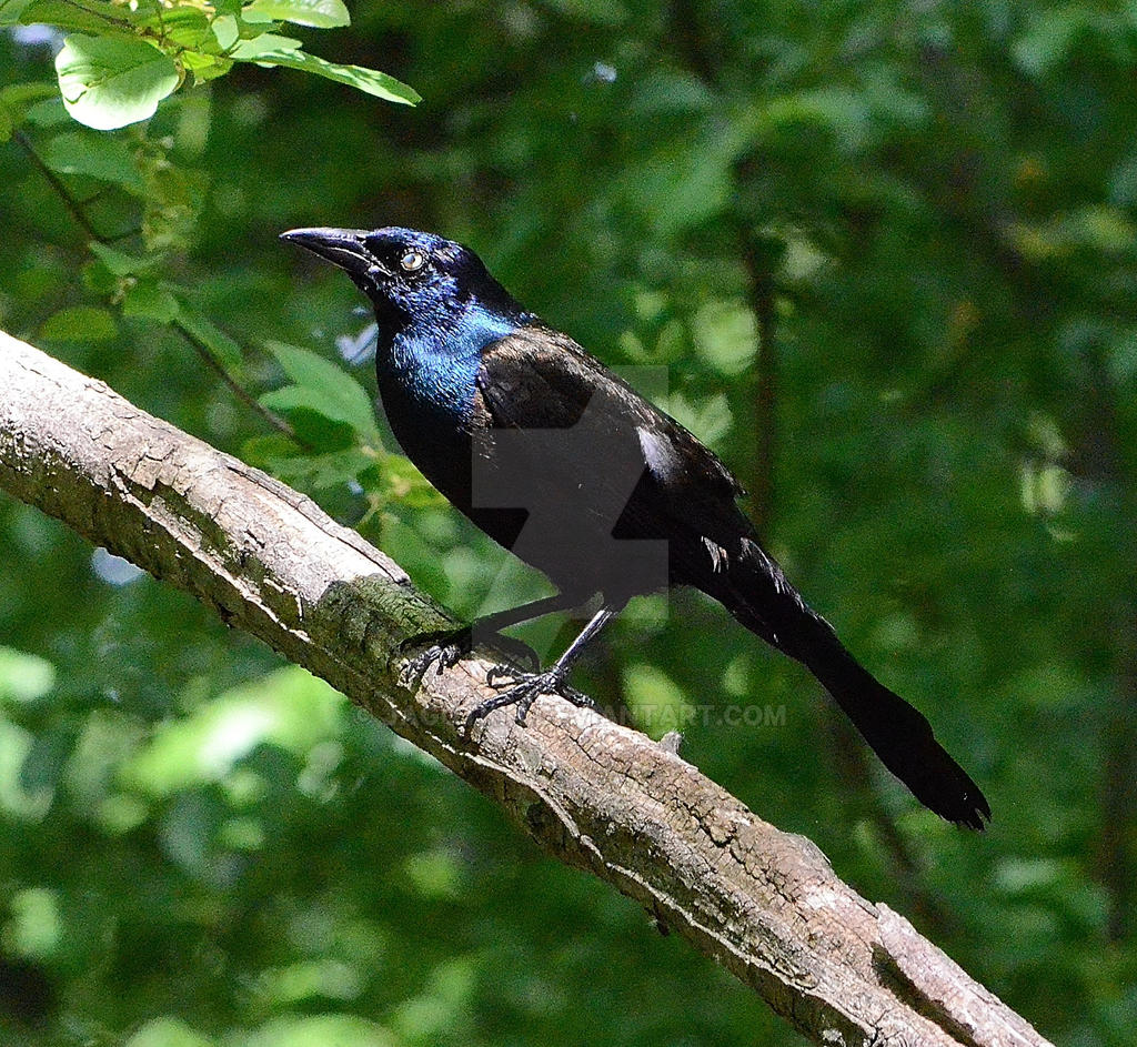 Common Grackle