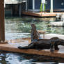 sea lions