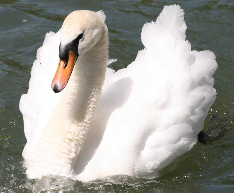 Swan1