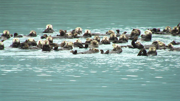 Otters