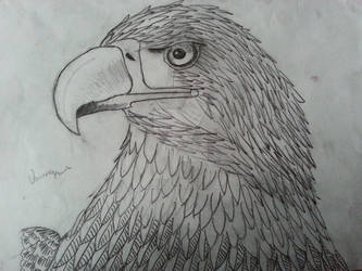 Eagle Sketch