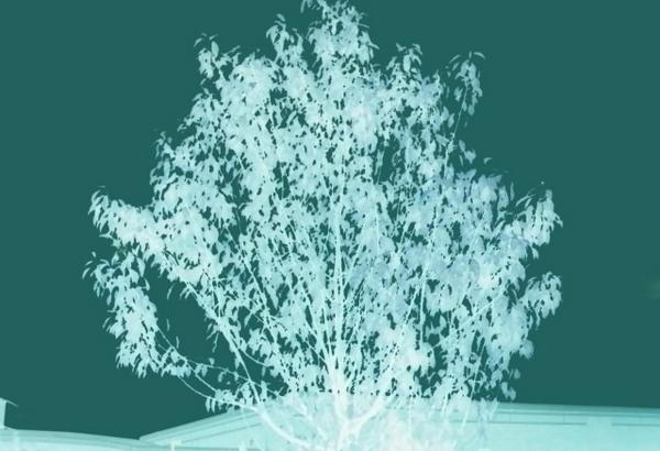 Negative tree by SaphireReezer on DeviantArt