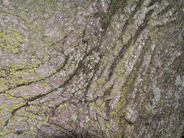 Bark - Texture Stock 1