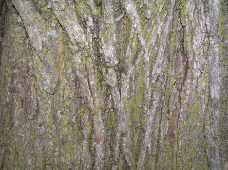 Bark - Texture Stock 2