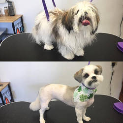 Coco before and after