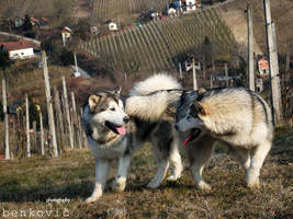 Alaskan friendship