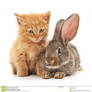 Cat and friend Rabbit