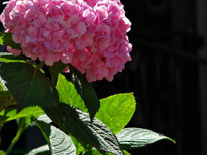 sunny Pink buds