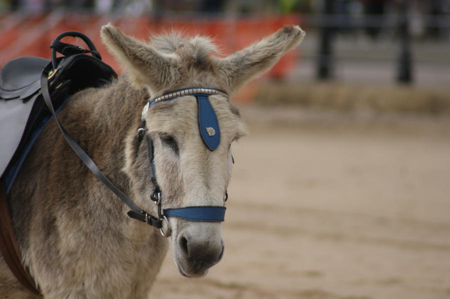 Light Brown Donkey 2