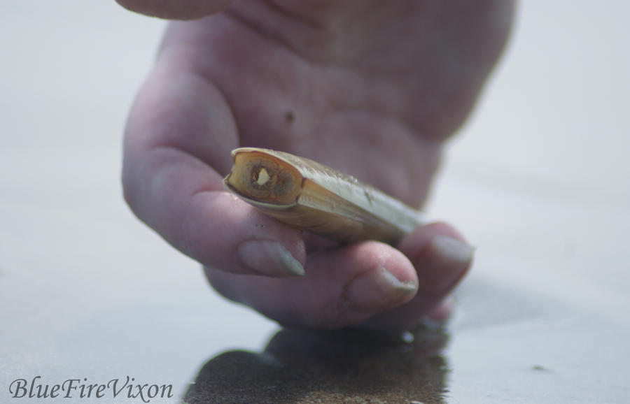 Razor Shell 3 by BlueFireVixon on DeviantArt