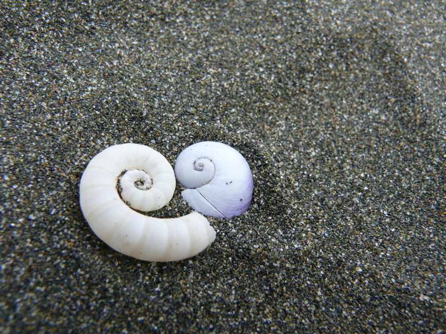 Love Shell Bloom Shell Love Shell by np4444 on DeviantArt