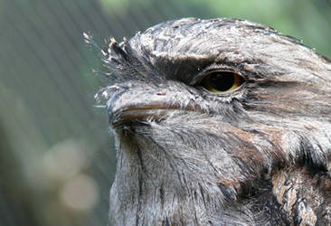 Tawny Frogmouth II