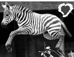 baby zebra jump