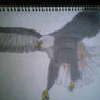 Eagle drawing