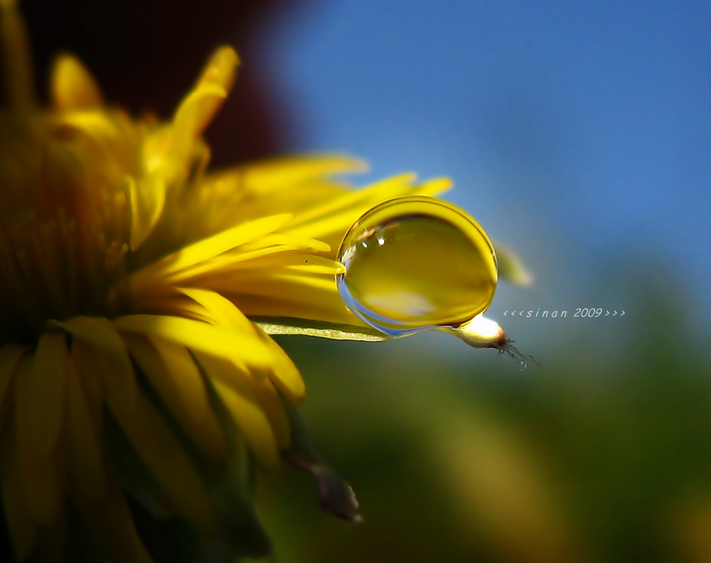 golden droplet