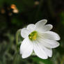 white in green