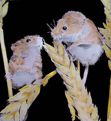 FIELD MICE