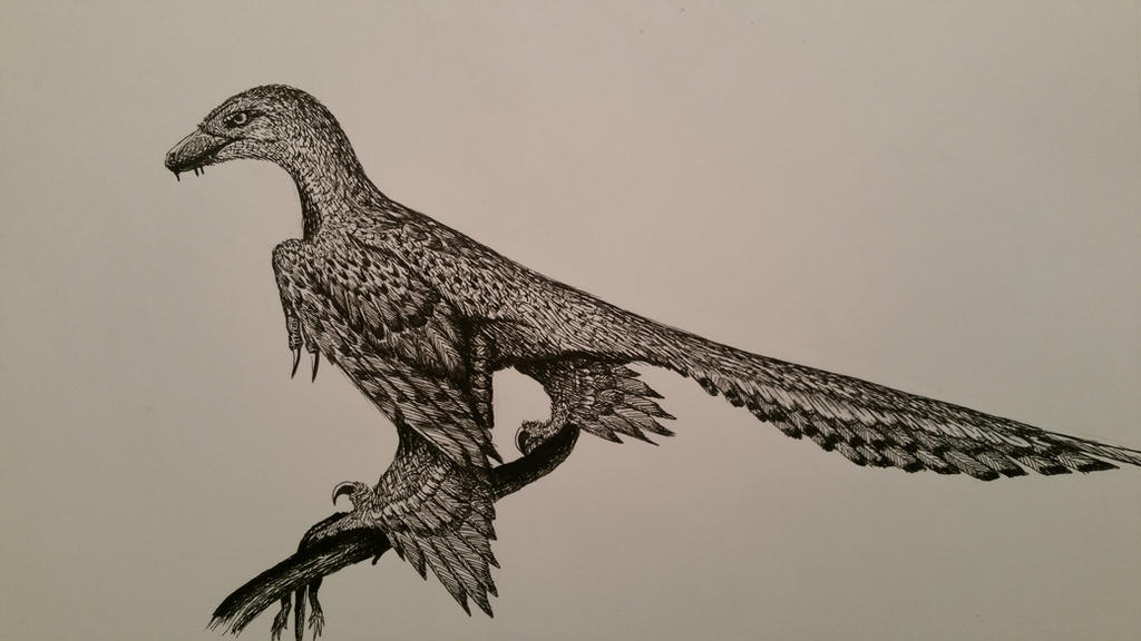 Changu Raptor Changyuraptor yangi by spinosaurus1 on DeviantArt