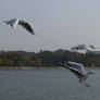 gulls