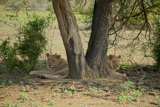 Lions of Mozambique