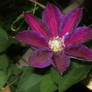 beautiful clematis