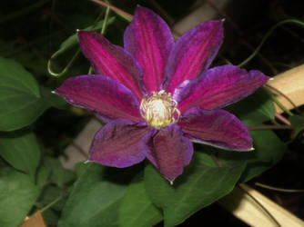 beautiful clematis