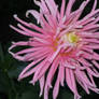 beautiful pink dahlia