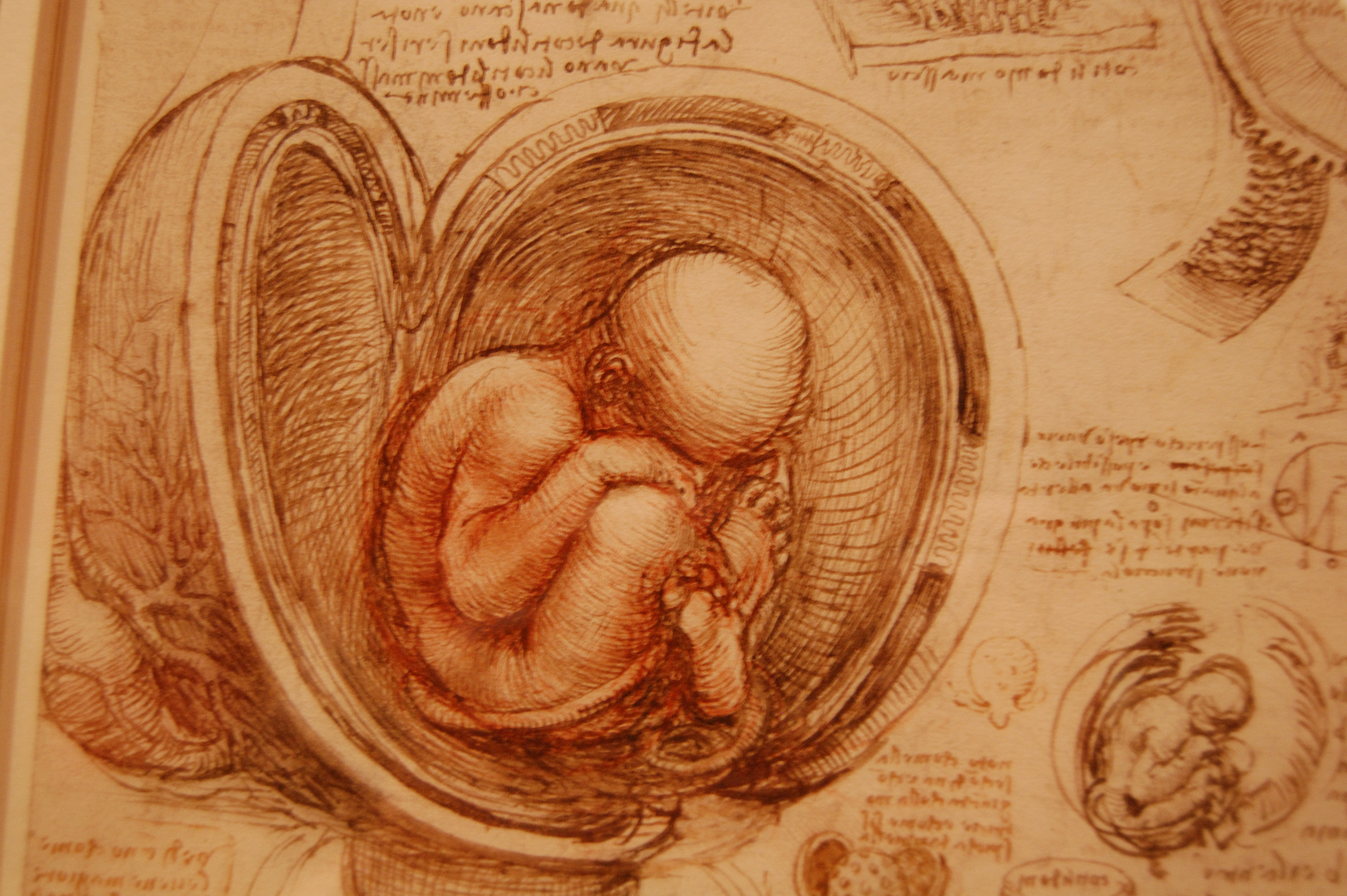Da Vinci's Anatomical Drawings IV by roony-of-the-wood on DeviantArt Da Vinci's Anatomical Drawings IV by roony-of-the-wood on DeviantArt