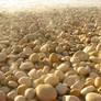 Golden Pebbles