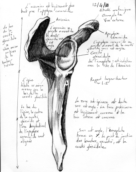 Anatomic study : scapula -ext-