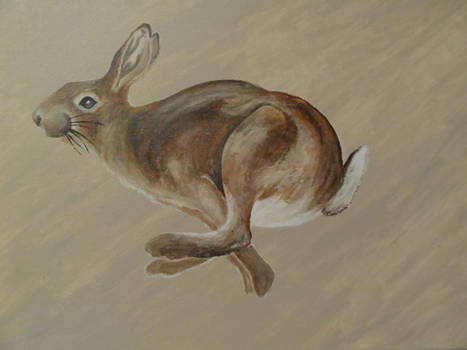 Hare