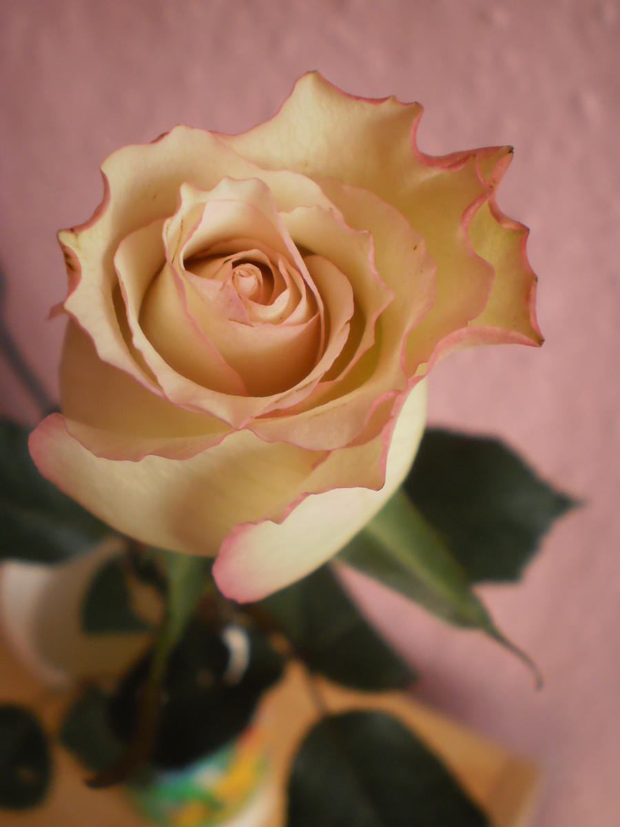 white/pink rose