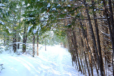 White Pathway Of Trees