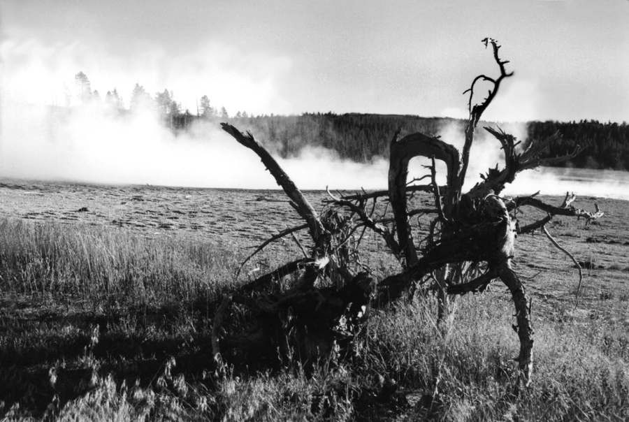 Gnarled Tree at Yellowstone