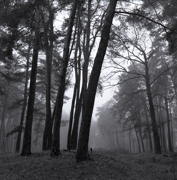 forest at dawn