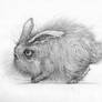 Furball