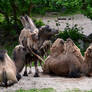 Camels I