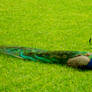 Peacock at Alcazar Palace 3