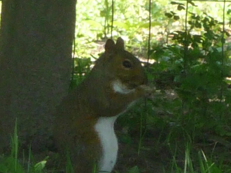 Squirrel 2