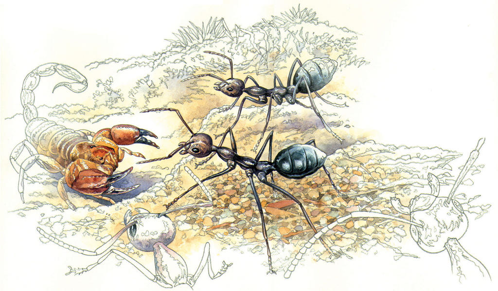 Exploding Ants by RobertMancini on DeviantArt