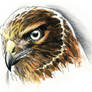 Northern Harrier study