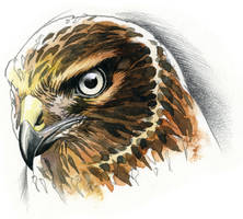 Northern Harrier study