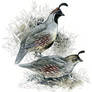 Quail-Gambel's