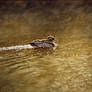 Golden Glow-Australian Wood Duck