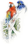 Macaws by RobertMancini